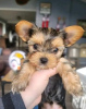 Photo №3. Chiots Yorkshire Terrier disponibles. USA