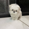 Photo №4. Je vais vendre bichon maltais en ville de Vienna. annonce privée - prix - négocié