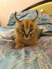 Photos supplémentaires: chatons caracal et caracat disponibles