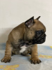 Photo №4. Je vais vendre bouledogue en ville de Belgrade. éleveur - prix - négocié