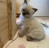 Photo №1. ragdoll - à vendre en ville de Munich | 241€ | Annonce № 103837