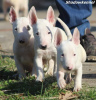 Photos supplémentaires: Chiots mini bull terrier