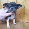 Photo №1. chihuahua - à vendre en ville de Londres | Gratuit | Annonce №15528