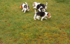 Photo №3. Beaux chiots Beagle à vendre. Pays Bas