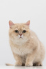 Photo №1. british shorthair - à vendre en ville de Москва | Gratuit | Annonce № 39052