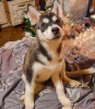 Photo №1. husky de sibérie - à vendre en ville de Kherson | 200€ | Annonce №8522