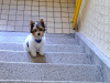 Photo №4. Je vais vendre yorkshire terrier en ville de Пардубице. annonce privée - prix - 9464€