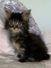 Photo №3. Chatons Golden Maine Coon disponibles. Allemagne