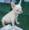 Photos supplémentaires: chiots bouledogue français à vendre)