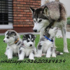 Photo №1. husky de sibérie - à vendre en ville de Sakai | Gratuit | Annonce №51329