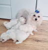 Photo №1. bichon maltais - à vendre en ville de Charleston | 284€ | Annonce №103944