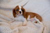 Photo №2 de l'annonce № 43858 de la vente cavalier king charles spaniel - acheter à République Tchèque annonce privée