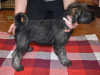 Photo №4. Je vais vendre schnauzer moyen en ville de Korolev. annonce privée, éleveur - prix - 493€