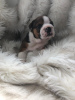 Photo №3. Champion Bloodline English Bulldog disponible dès maintenant pour adoption. Allemagne