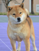 Photos supplémentaires: Chiots Shiba Inu