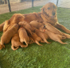 Photo №1. golden retriever - à vendre en ville de Gohrisch | 360€ | Annonce №110079