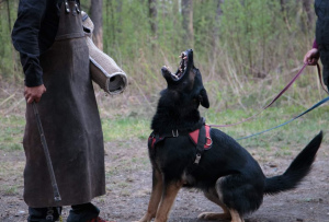 Photo №3. Chiots travaillant à l'élevage. Fédération de Russie