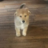 Photo №1. welsh corgi - à vendre en ville de Kiev | 338€ | Annonce №18213