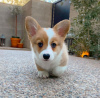 Photo №1. welsh corgi - à vendre en ville de Paris | négocié | Annonce №84862