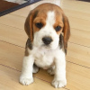 Photo №1. beagle - à vendre en ville de Kuwait City | 350€ | Annonce №65064