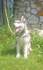 Photo №1. husky de sibérie - à vendre en ville de Voronezh | 571€ | Annonce №11608