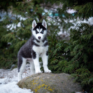 Photos supplémentaires: Merveilleuse fille Husky