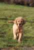 Photo №4. Je vais vendre golden retriever en ville de Wrocław. annonce privée, éleveur - prix - 3500€