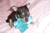 Photo №3. Adorables chiots Chihuahua en adoption gratuite. Allemagne