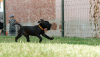 Photos supplémentaires: Stafforshire Bull Terrier anglais
