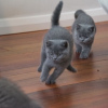 Photo №4. Je vais vendre british shorthair en ville de Гамбург. annonce privée, éleveur - prix - 400€