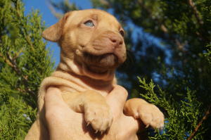 Photo №4. Je vais vendre american pit bull terrier en ville de Kherson. éleveur - prix - 600€