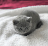 Photo №1. british shorthair - à vendre en ville de Bamberg | 350€ | Annonce № 123356