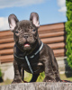 Photos supplémentaires: Chiots bouledogue français