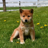 Photo №1. shiba - à vendre en ville de Würzburg | Gratuit | Annonce №118182