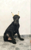 Photo №4. Je vais vendre dobermann en ville de Belgrade. éleveur - prix - négocié