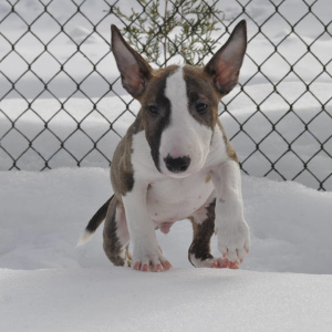 Photo №1. bull terrier - à vendre en ville de Grodno | 808€ | Annonce №1339