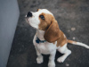 Photo №1. beagle - à vendre en ville de Benapole | négocié | Annonce №11004