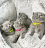 Photo №1. british shorthair - à vendre en ville de Амстердам | négocié | Annonce № 75722