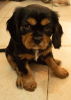 Photo №1. cavalier king charles spaniel - à vendre en ville de Jérusalem | 1798€ | Annonce №44402