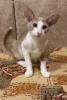 Photo №1. oriental shorthair - à vendre en ville de Tioumen | négocié | Annonce № 83135