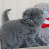 Photo №1. scottish fold - à vendre en ville de Turku | 200€ | Annonce № 122845