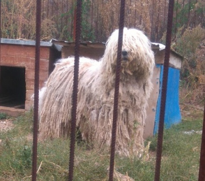 Photos supplémentaires: Komondor