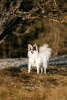 Photo №2 de l'annonce № 97847 de la vente chien bâtard - acheter à Fédération de Russie de l'abri