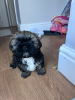 Photo №4. Je vais vendre shih tzu en ville de West Bromwich. annonce privée - prix - 852€