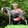 Photo №1. cane corso - à vendre en ville de Prilep | 1000€ | Annonce №3973