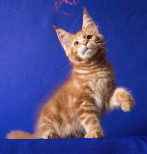 Photo №1. maine coon - à vendre en ville de Moscou | 286€ | Annonce № 3151