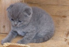 Photo №3. Chatons Scottish Fold mâles et femelles enregistrés pour réinstallation. La finlande