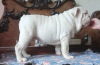 Photo №2 de l'annonce № 19443 de la vente bulldog anglais - acheter à Fédération de Russie de la fourrière