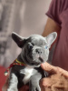 Photo №4. Je vais vendre bouledogue en ville de Berlin. annonce privée - prix - 200€