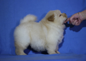 Photos supplémentaires: Chiots chow chow